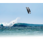 Aile de Kitesurf CORE SECTION 5 2025